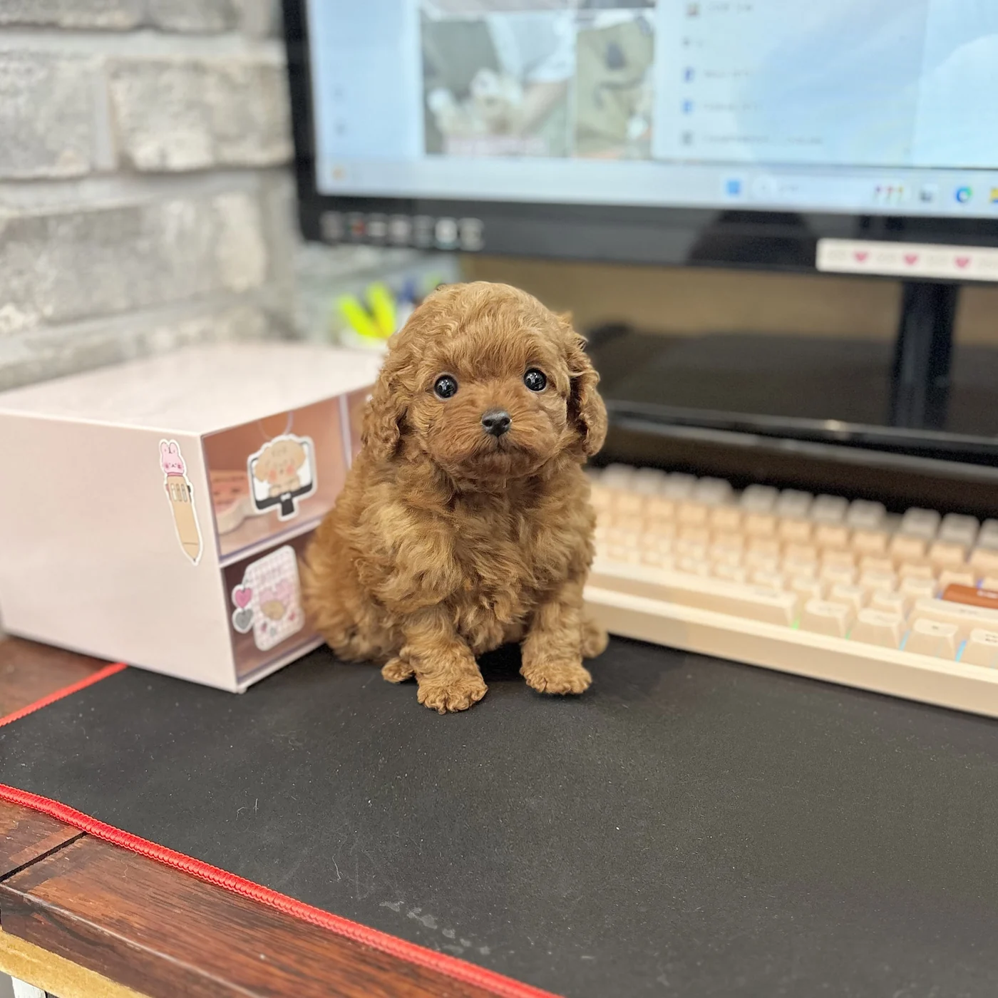 브라운 푸들 푸들 사진
