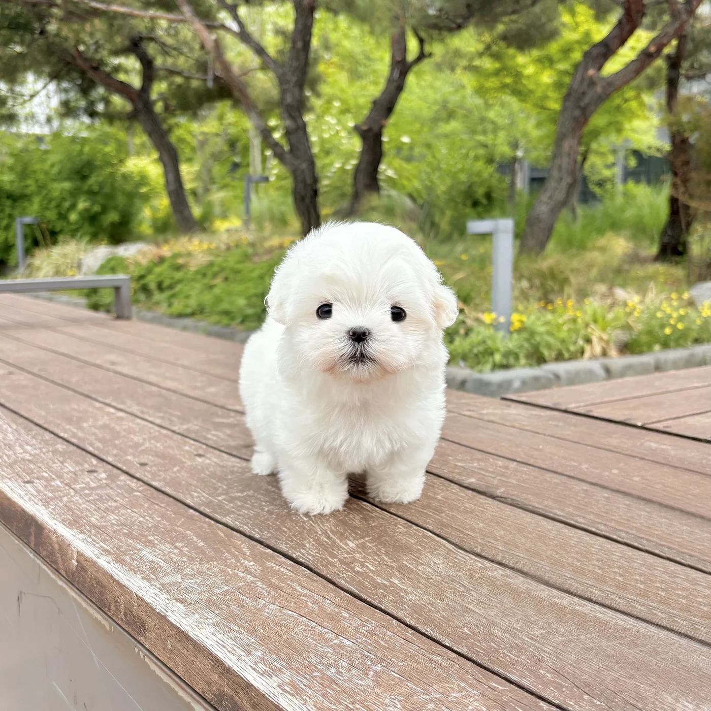 화이트 비숑 비숑 사진