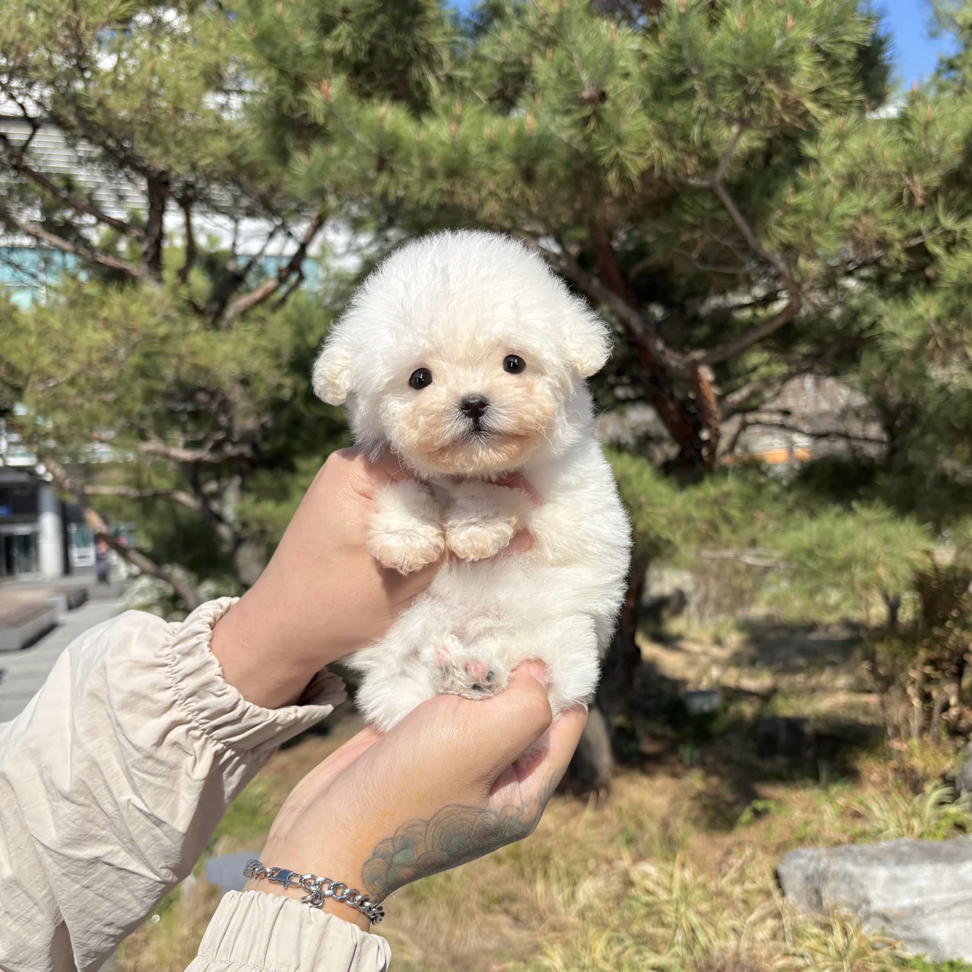 소프트 크림 소형견 사진