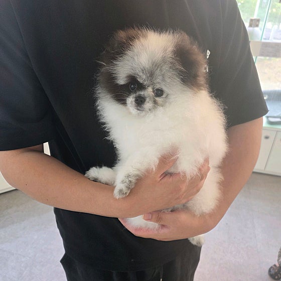 외모도 예쁘고 너무 마음에 듭니다!! 건강하게 자라길 바라며 예쁘게 키울게요