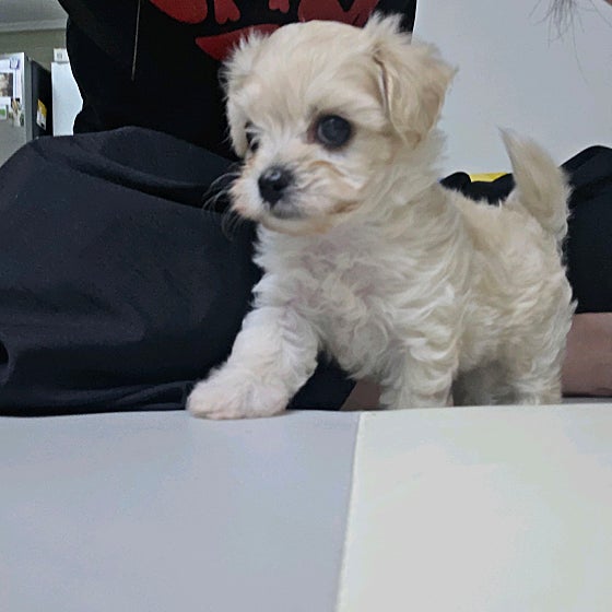 걱정했는데 마음에 드는 애기가 있어서 데리고왔어요! 용품도 많이 챙겨주셔서 잘 데리고왔는데 애기가 금방 적응