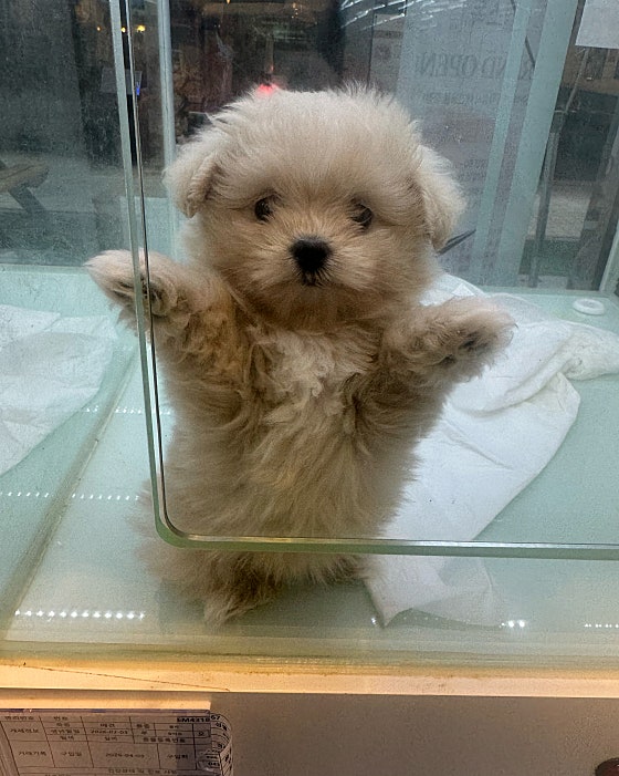 보자마자 데꼬갑니당❤️❤️❤️ 너무너무 귀여워요 잘 키울게요